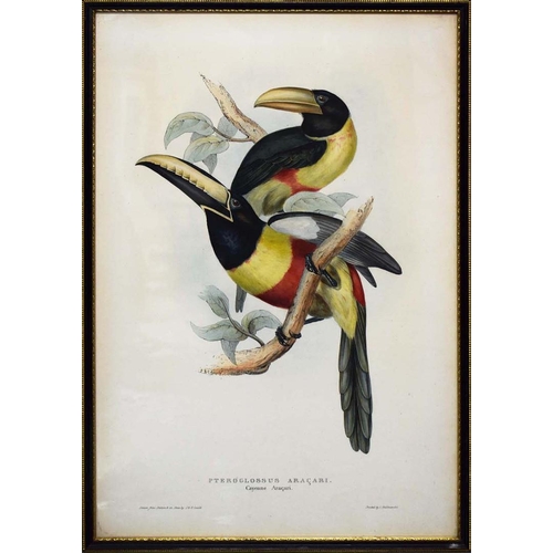 45 - JOHN GOULD (1804-1881). After. A SET OF THREE ORNITHOLOGICAL PRINTS (3). each 57cm x 39cm, framed.