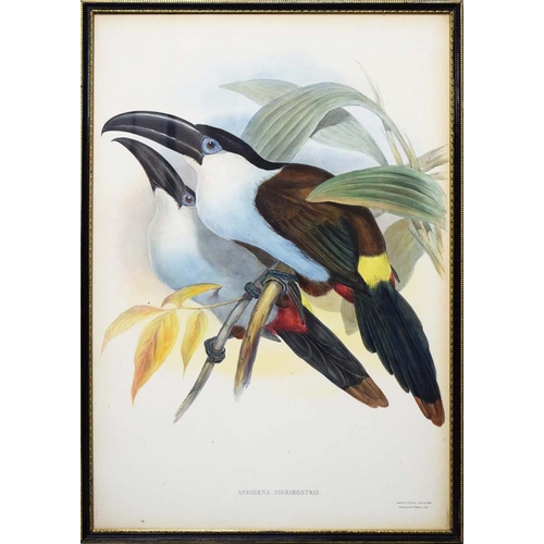 45 - JOHN GOULD (1804-1881). After. A SET OF THREE ORNITHOLOGICAL PRINTS (3). each 57cm x 39cm, framed.