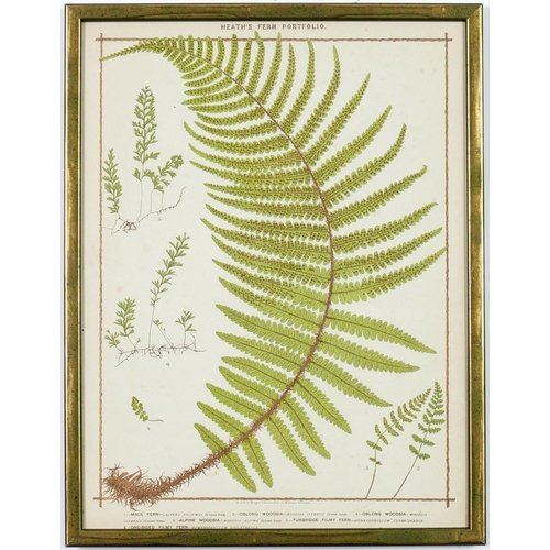 48 - FRANCIS GEORGE HEATH. A SET OF NINE LIFE SIZE 19TH CENTURY BRITISH FERNS RARE CHROMOLITHOGRAPHS. 38c... 