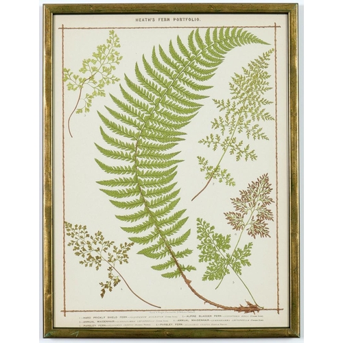 48 - FRANCIS GEORGE HEATH. A SET OF NINE LIFE SIZE 19TH CENTURY BRITISH FERNS RARE CHROMOLITHOGRAPHS. 38c... 