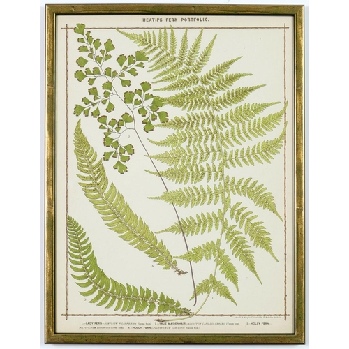 48 - FRANCIS GEORGE HEATH. A SET OF NINE LIFE SIZE 19TH CENTURY BRITISH FERNS RARE CHROMOLITHOGRAPHS. 38c... 