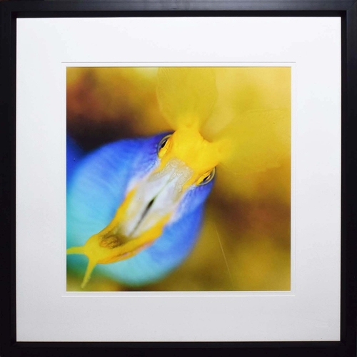 111 - TROWBRIDGE GALLERY PRINTS (4). framed, 79.5cm x 79.5cm each approx. (4).