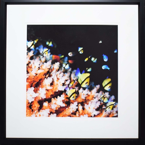 111 - TROWBRIDGE GALLERY PRINTS (4). framed, 79.5cm x 79.5cm each approx. (4).