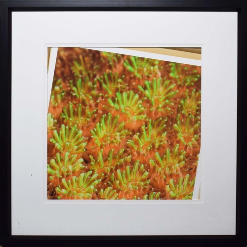 111 - TROWBRIDGE GALLERY PRINTS (4). framed, 79.5cm x 79.5cm each approx. (4).