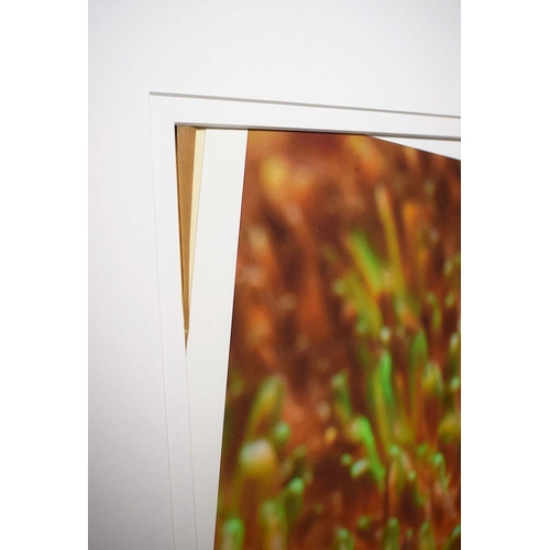 111 - TROWBRIDGE GALLERY PRINTS (4). framed, 79.5cm x 79.5cm each approx. (4).