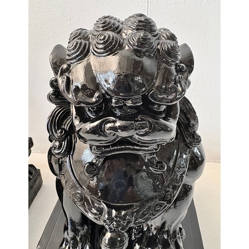 259 - PAIR OF DOGS OF FOO. in black gloss finish, 49cm H x 40cm W x 20cm D.