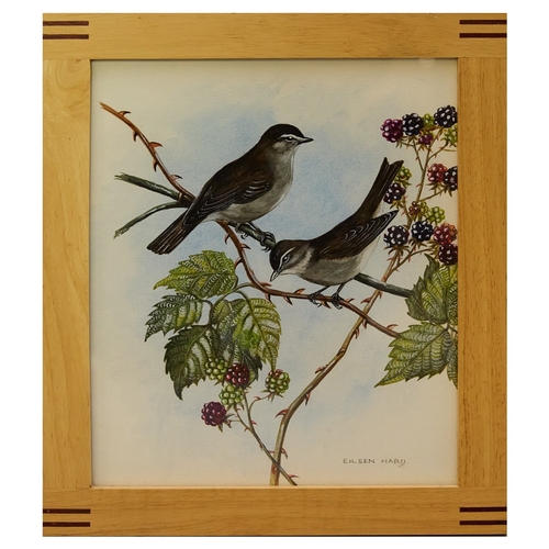93 - EILEEN HARD (20TH CENTURY BRITISH). BIRD STUDIES (5). gouache/paper, 30cm x 24cm.