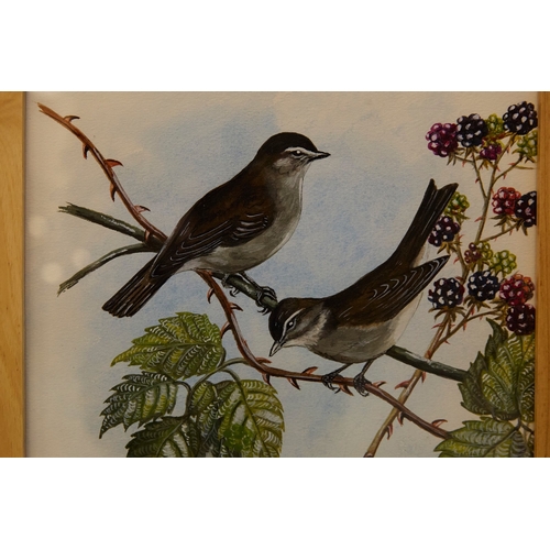 93 - EILEEN HARD (20TH CENTURY BRITISH). BIRD STUDIES (5). gouache/paper, 30cm x 24cm.