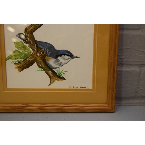 93 - EILEEN HARD (20TH CENTURY BRITISH). BIRD STUDIES (5). gouache/paper, 30cm x 24cm.