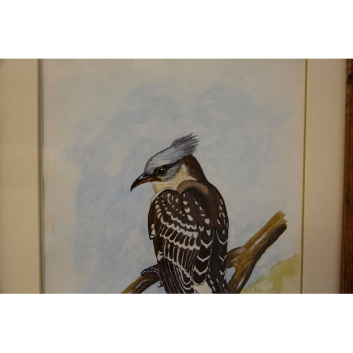 93 - EILEEN HARD (20TH CENTURY BRITISH). BIRD STUDIES (5). gouache/paper, 30cm x 24cm.