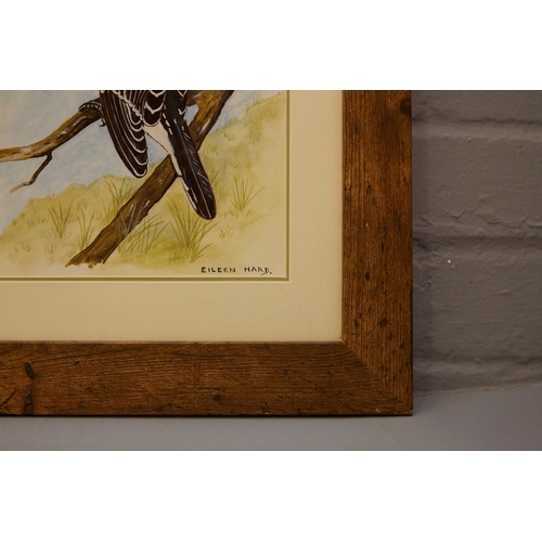 93 - EILEEN HARD (20TH CENTURY BRITISH). BIRD STUDIES (5). gouache/paper, 30cm x 24cm.
