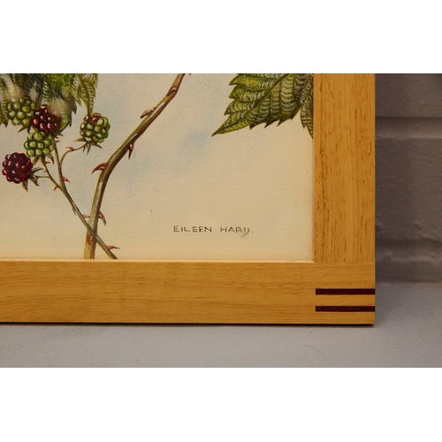 93 - EILEEN HARD (20TH CENTURY BRITISH). BIRD STUDIES (5). gouache/paper, 30cm x 24cm.