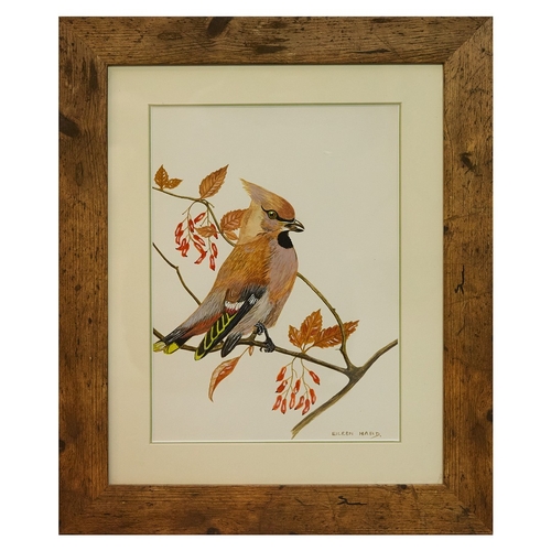 93 - EILEEN HARD (20TH CENTURY BRITISH). BIRD STUDIES (5). gouache/paper, 30cm x 24cm.