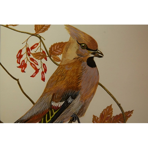 93 - EILEEN HARD (20TH CENTURY BRITISH). BIRD STUDIES (5). gouache/paper, 30cm x 24cm.