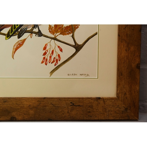 93 - EILEEN HARD (20TH CENTURY BRITISH). BIRD STUDIES (5). gouache/paper, 30cm x 24cm.