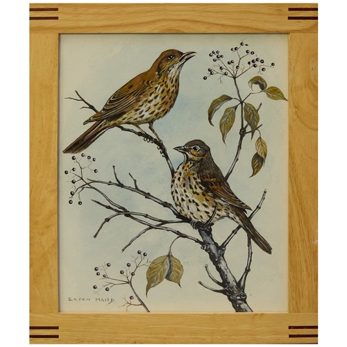 93 - EILEEN HARD (20TH CENTURY BRITISH). BIRD STUDIES (5). gouache/paper, 30cm x 24cm.