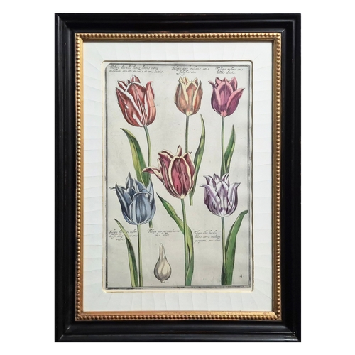 115 - BOTANICAL 'TULIP' PRINTS (2). a pair, 77cm x 59cm, framed.