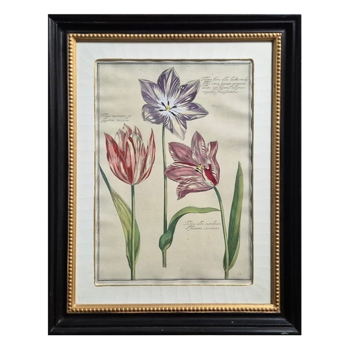 115 - BOTANICAL 'TULIP' PRINTS (2). a pair, 77cm x 59cm, framed.