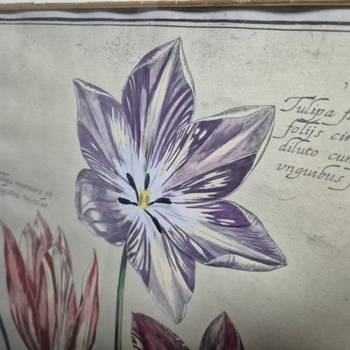115 - BOTANICAL 'TULIP' PRINTS (2). a pair, 77cm x 59cm, framed.
