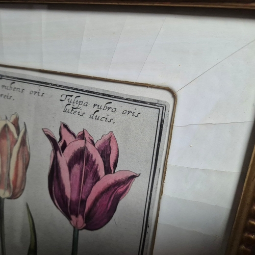 115 - BOTANICAL 'TULIP' PRINTS (2). a pair, 77cm x 59cm, framed.