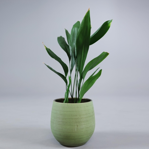 537 - ASPIDISTRA PLANT. in planter, 90cm H approx.