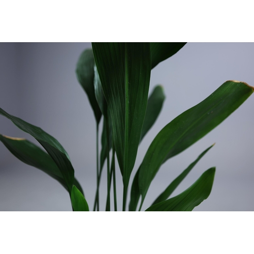 537 - ASPIDISTRA PLANT. in planter, 90cm H approx.