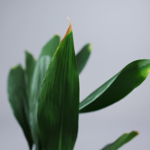 537 - ASPIDISTRA PLANT. in planter, 90cm H approx.