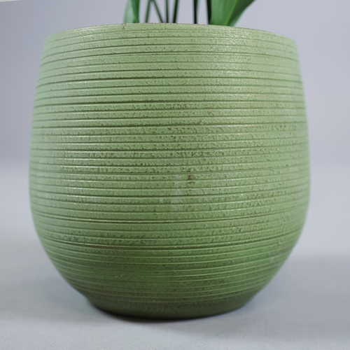 537 - ASPIDISTRA PLANT. in planter, 90cm H approx.