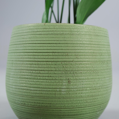 537 - ASPIDISTRA PLANT. in planter, 90cm H approx.