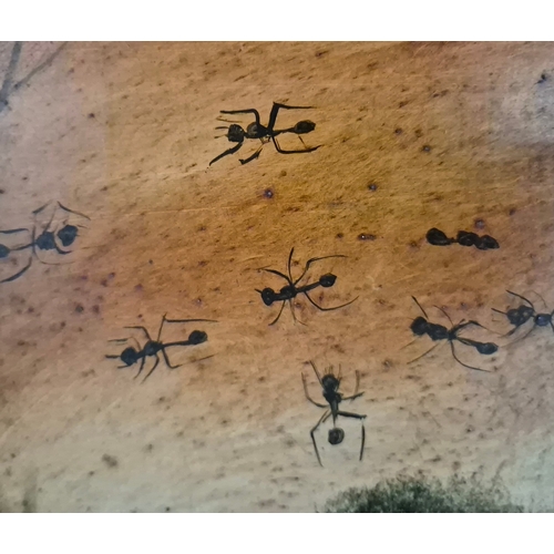 10 - KEVIN CHARLES (PRO) HART (AUSTRALIAN 1928-2006). BIRDS AND ANTS. (d) oil on board, Barry Stern Galle... 