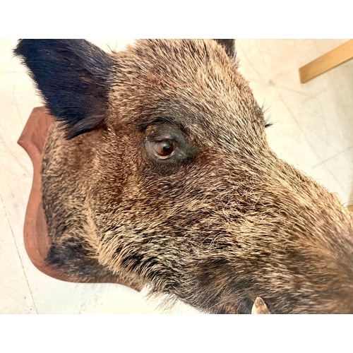 20 - FRENCH BOARS HEAD TROPHY ON A WOODEN SHIELD. 63cm H x 48cm W x 62cm D.