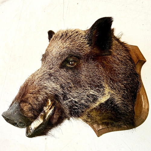 20 - FRENCH BOARS HEAD TROPHY ON A WOODEN SHIELD. 63cm H x 48cm W x 62cm D.