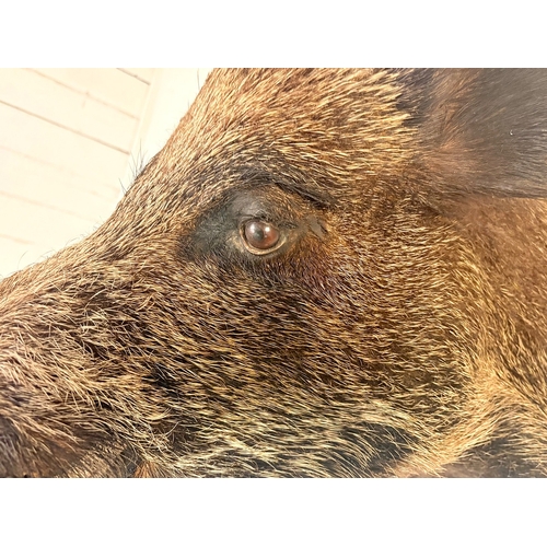 20 - FRENCH BOARS HEAD TROPHY ON A WOODEN SHIELD. 63cm H x 48cm W x 62cm D.
