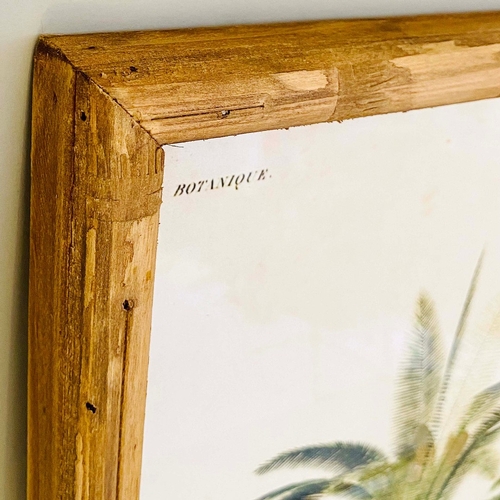 59 - SET OF FOUR BOTANICAL PALM TREE PRINTS. 50cm H x 35cm W.