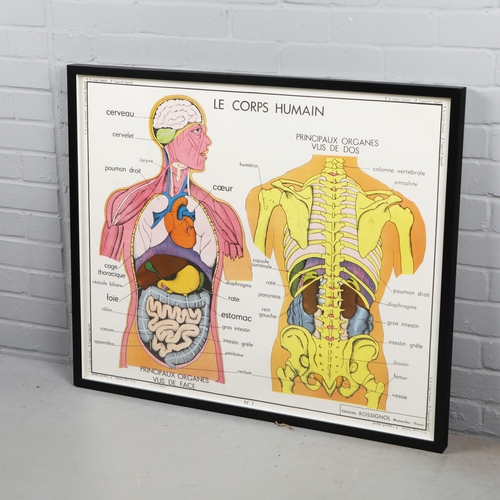 108 - THE HUMAN BODY. medical poster, framed and glazed, 78 cm H x 93 cm W.