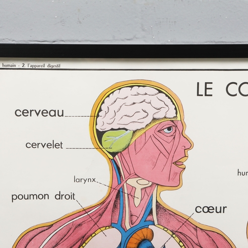 108 - THE HUMAN BODY. medical poster, framed and glazed, 78 cm H x 93 cm W.