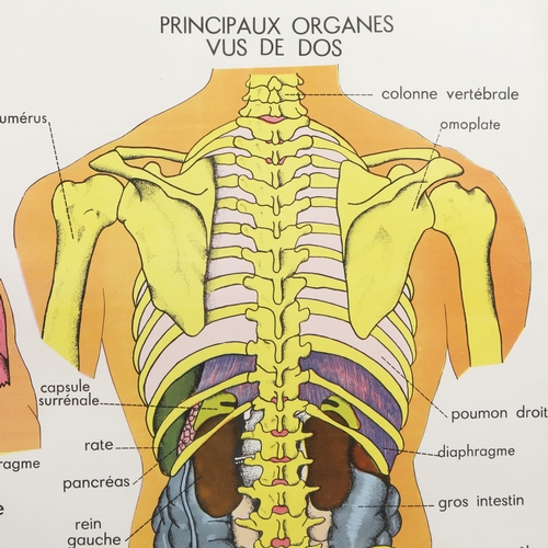 108 - THE HUMAN BODY. medical poster, framed and glazed, 78 cm H x 93 cm W.