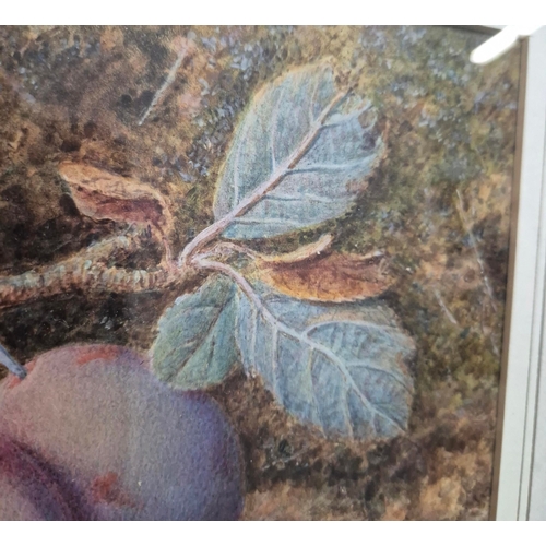 90 - WILLIAM B HOUGH (1819-1897). STILL LIFE WITH PLUMS AND HAZELNUTS. Watercolour, 17.5cms x 25cms, sign... 