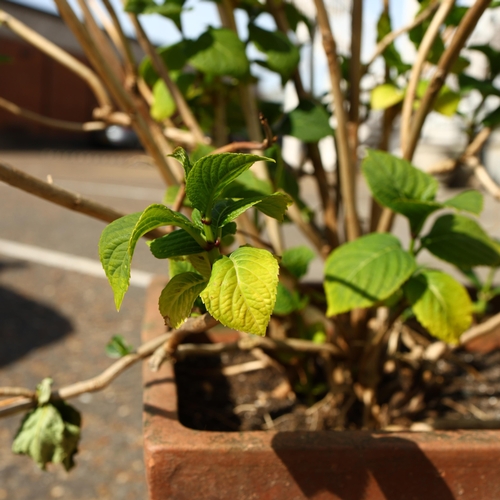 290 - HYDRANGEA PLANTS, A PAIR IN MATCHING TERRACOTTA PLANTERS. each measuring approximately 42cm high, 44... 