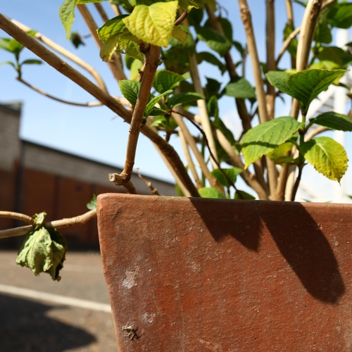 290 - HYDRANGEA PLANTS, A PAIR IN MATCHING TERRACOTTA PLANTERS. each measuring approximately 42cm high, 44... 