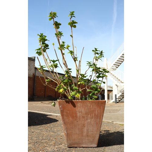 290 - HYDRANGEA PLANTS, A PAIR IN MATCHING TERRACOTTA PLANTERS. each measuring approximately 42cm high, 44... 