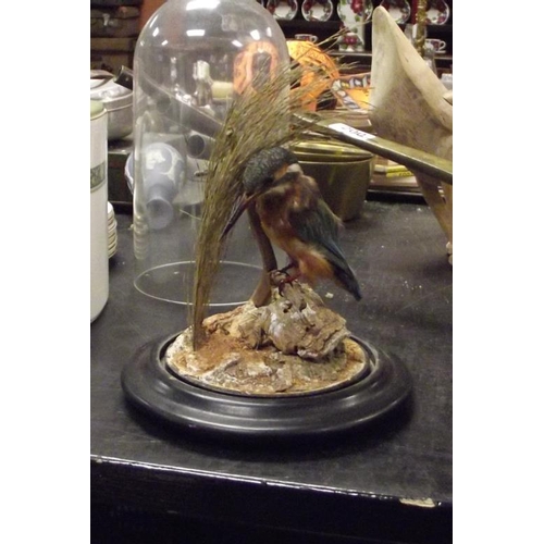 199 - Taxidermy - Kingfisher in naturalistic setting, under dome, 11.5 in. high.