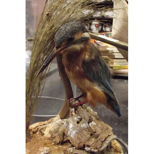 199 - Taxidermy - Kingfisher in naturalistic setting, under dome, 11.5 in. high.