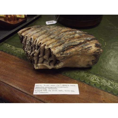 207 - Mammoth tooth, believed to be 30,000 years old and dredged from the Brown Bank, North Sea.