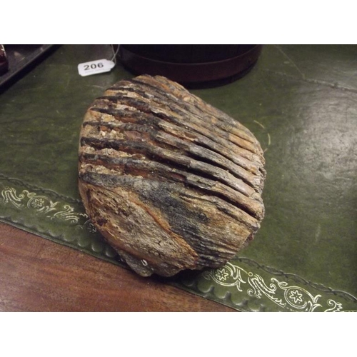 207 - Mammoth tooth, believed to be 30,000 years old and dredged from the Brown Bank, North Sea.