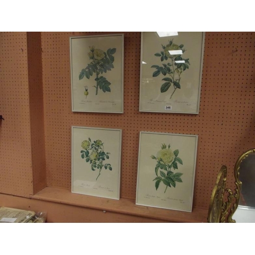 346 - Set of four framed botanical prints of roses.