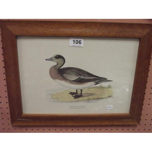 106 - Maple framed colour print - American Wigeon.