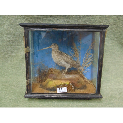 110 - Taxidermy - Woodcock / Snipe in case.