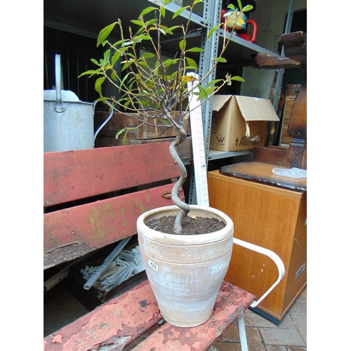 422 - Terracotta planter containing a twist stem tree.