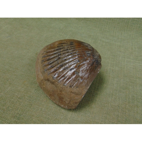 46 - Pectin fossil, sourced from Whitby, Yorkshire, having a flat side. 5